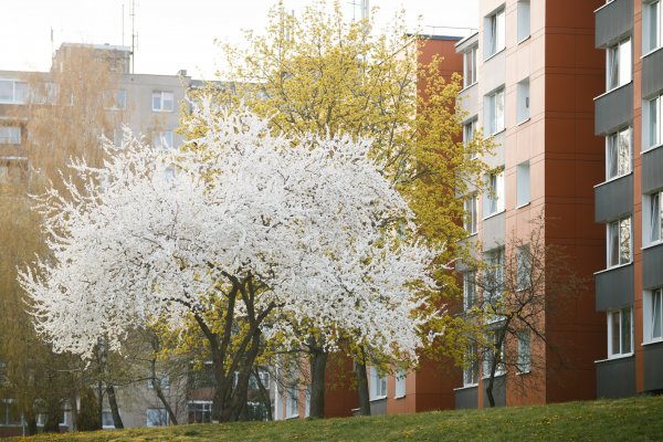 Butų pirkimas Jonavos mieste ir Ruklos mstl.