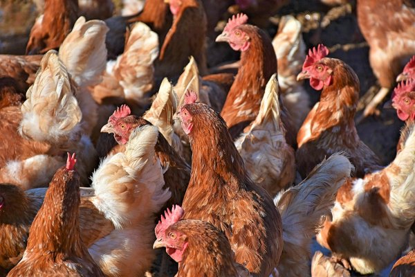 Kaune nustatė paukščių gripą: informacija augintojams