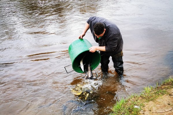 Šventosios upėje išleido 200 eršketų