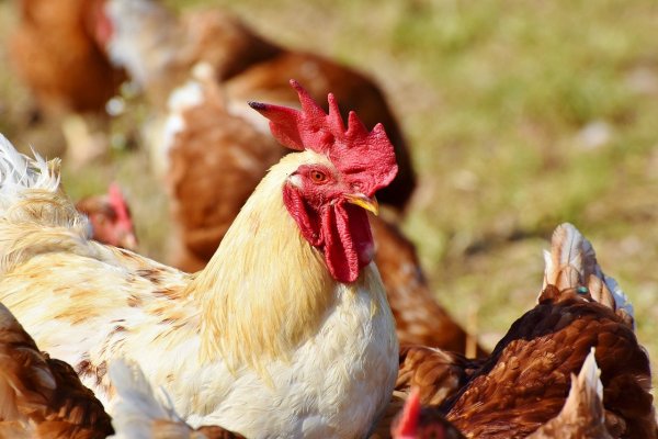 Ragožių kaime nustatytas paukščių gripas