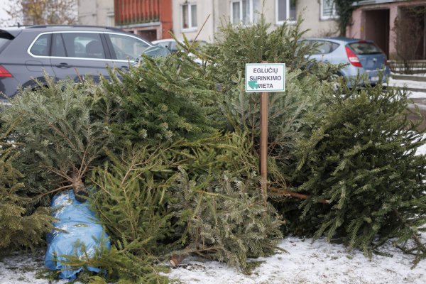 Nupuoštos kalėdinės eglutės šildys jonaviečių namus