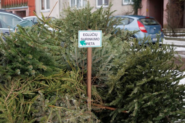 Skelbiamos eglučių surinkimo vietos