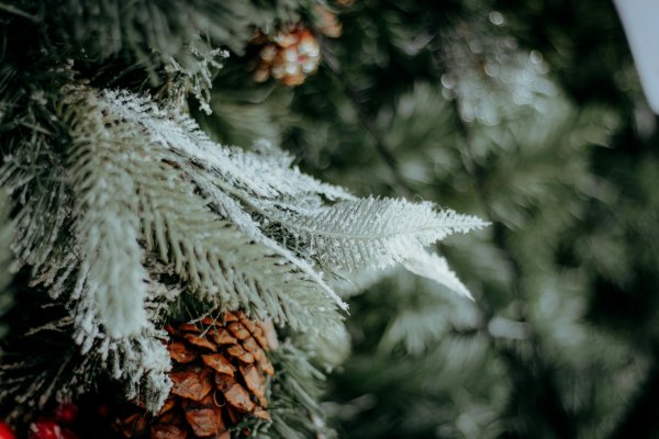 Kalėdų tradicija tęsiasi: miškininkai nemokamai dalins eglių ir pušų šakas 